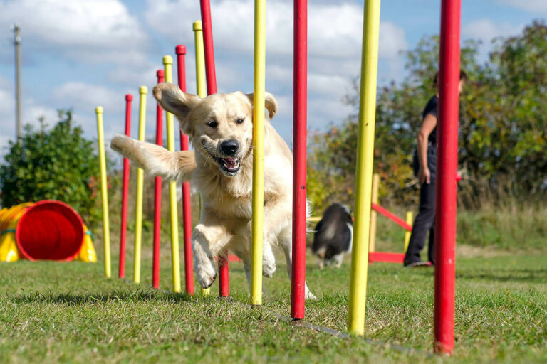 Psie sporty - lista sportów kynologicznych dla aktywnych