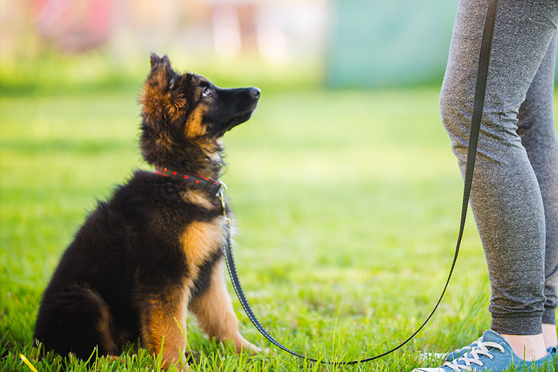 Jak nauczyć psa podstawowych komend – zostaw, leżeć czy siad?