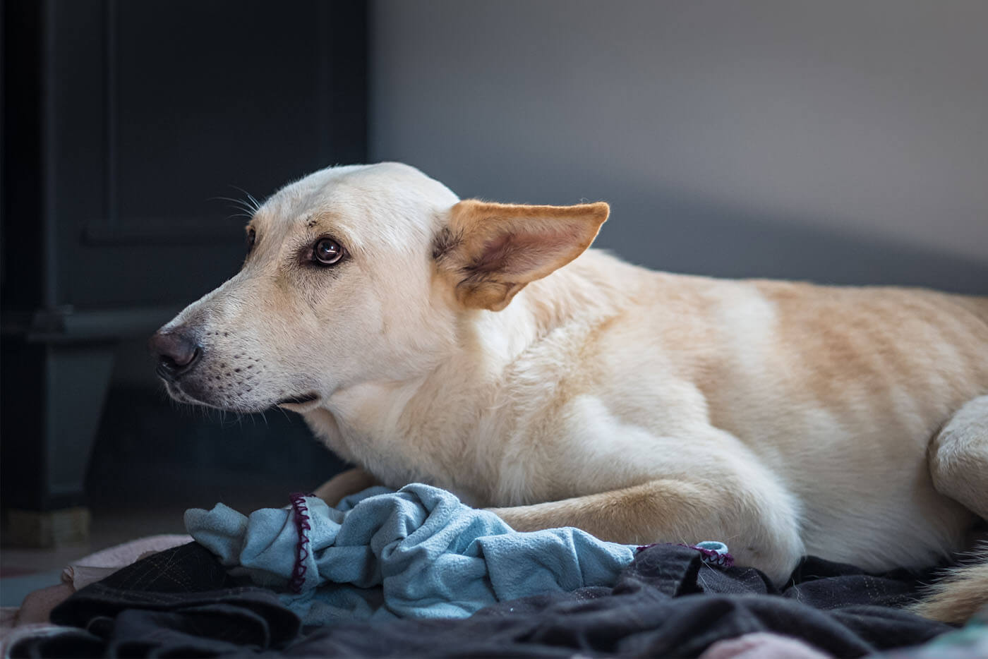 Lęk separacyjny u psa – jakie są objawy? Jak sobie z nim radzić?