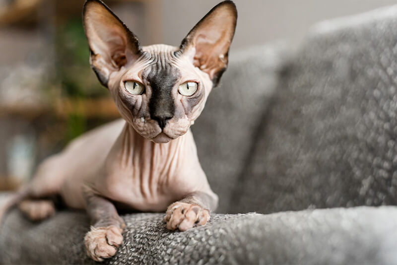 Koty bez sierści – poznaj te wyjątkowe rasy