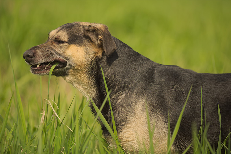 Dlaczego pies je trawę? Przyczyny i rozwiązania