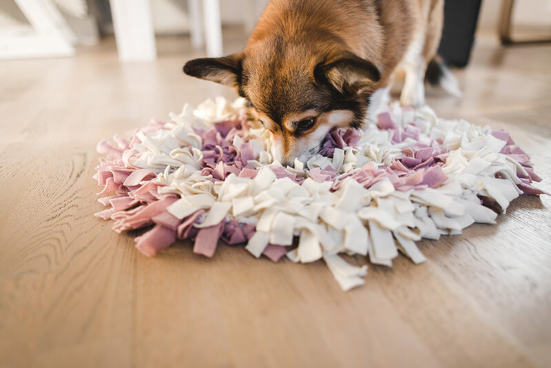 Mata węchowa dla psa – czym jest, jak działa i jak wybrać najlepszą dla naszego pupila?